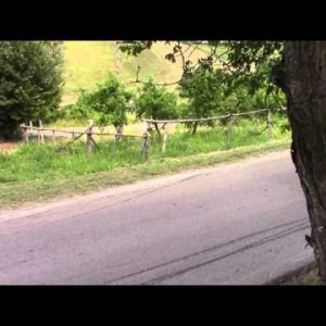 Video Rally 4 Regioni 2015